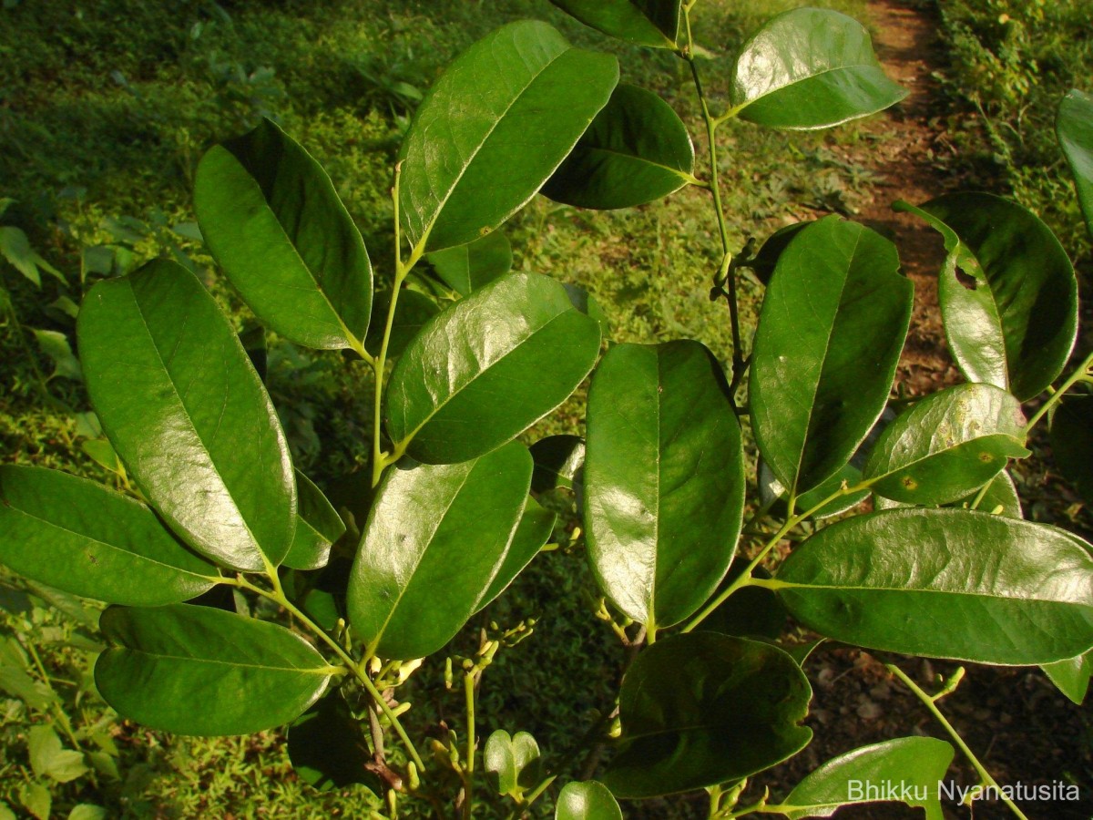 Diospyros ebenum J.Koenig ex Retz.